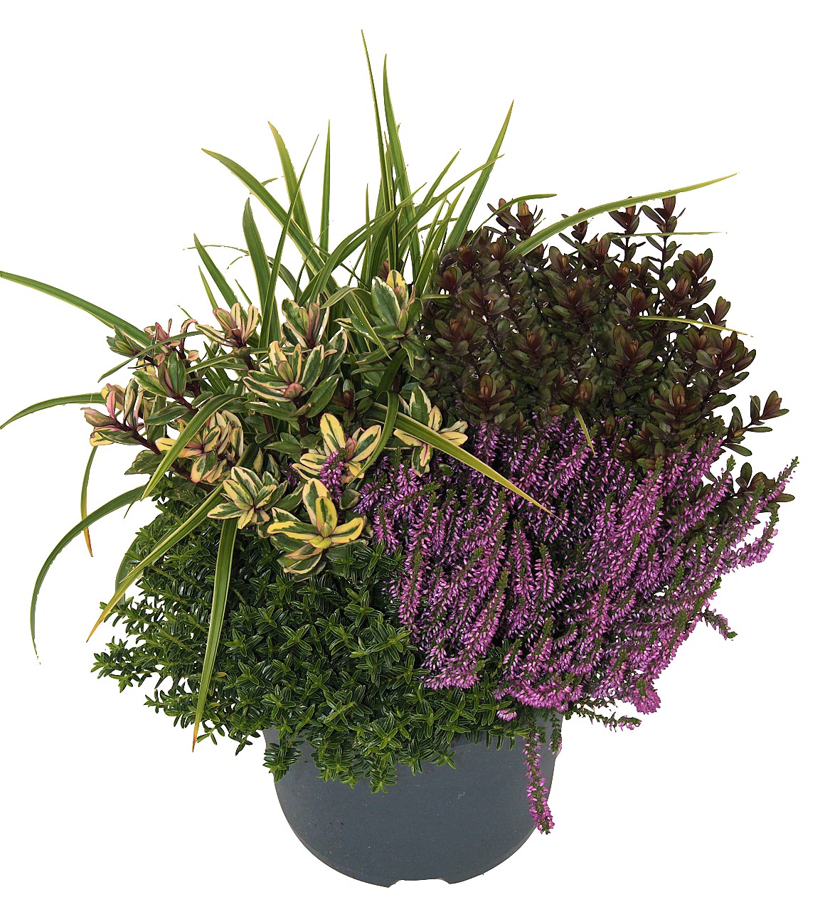 Höstgrupp ljung, hebe och gräs