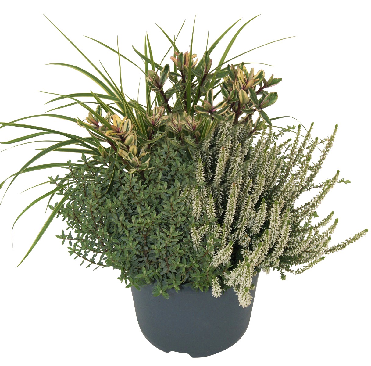 Höstgrupp ljung, hebe och gräs