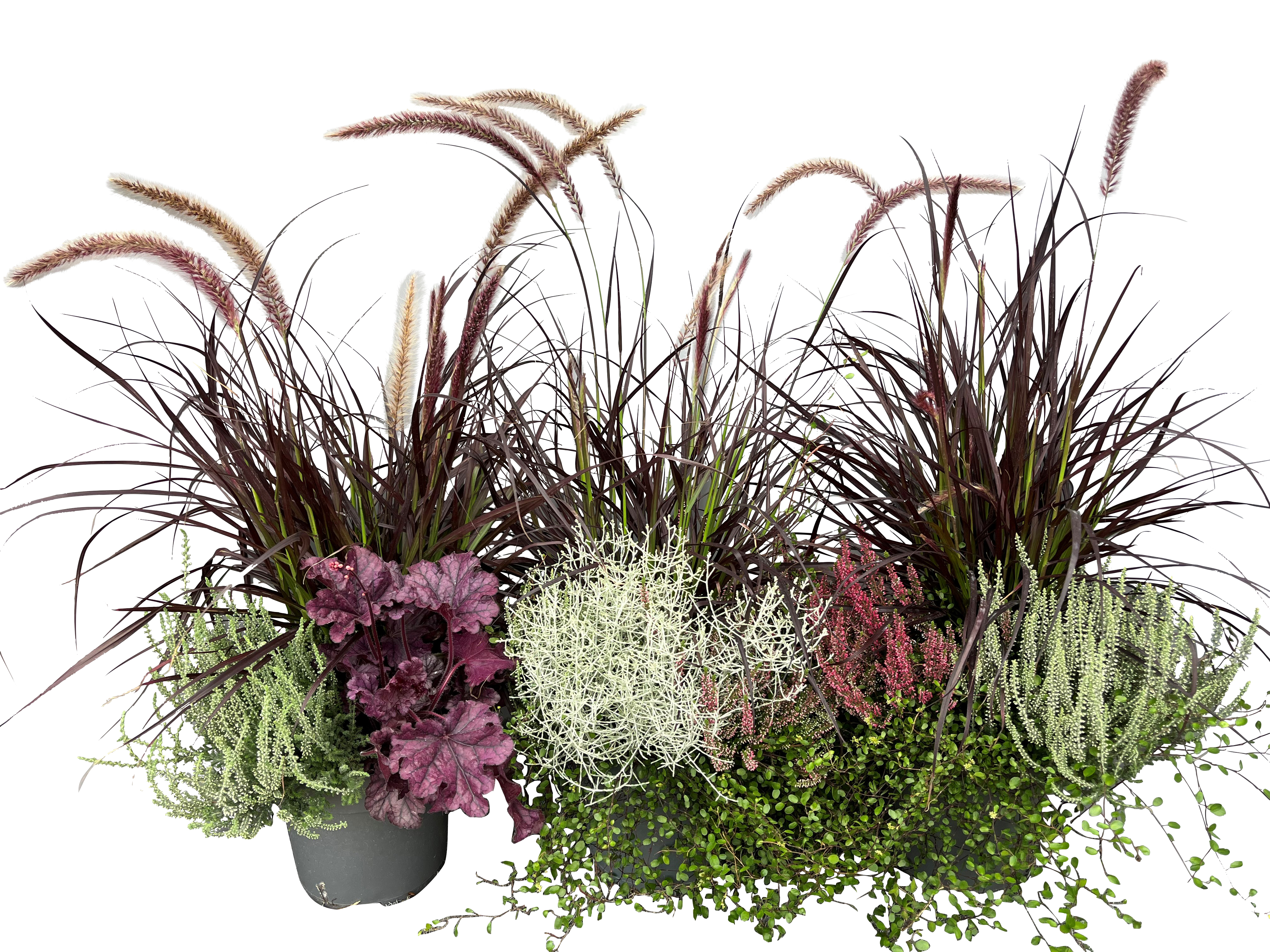 Höstgrupp Romantic Garden Heidekaiser