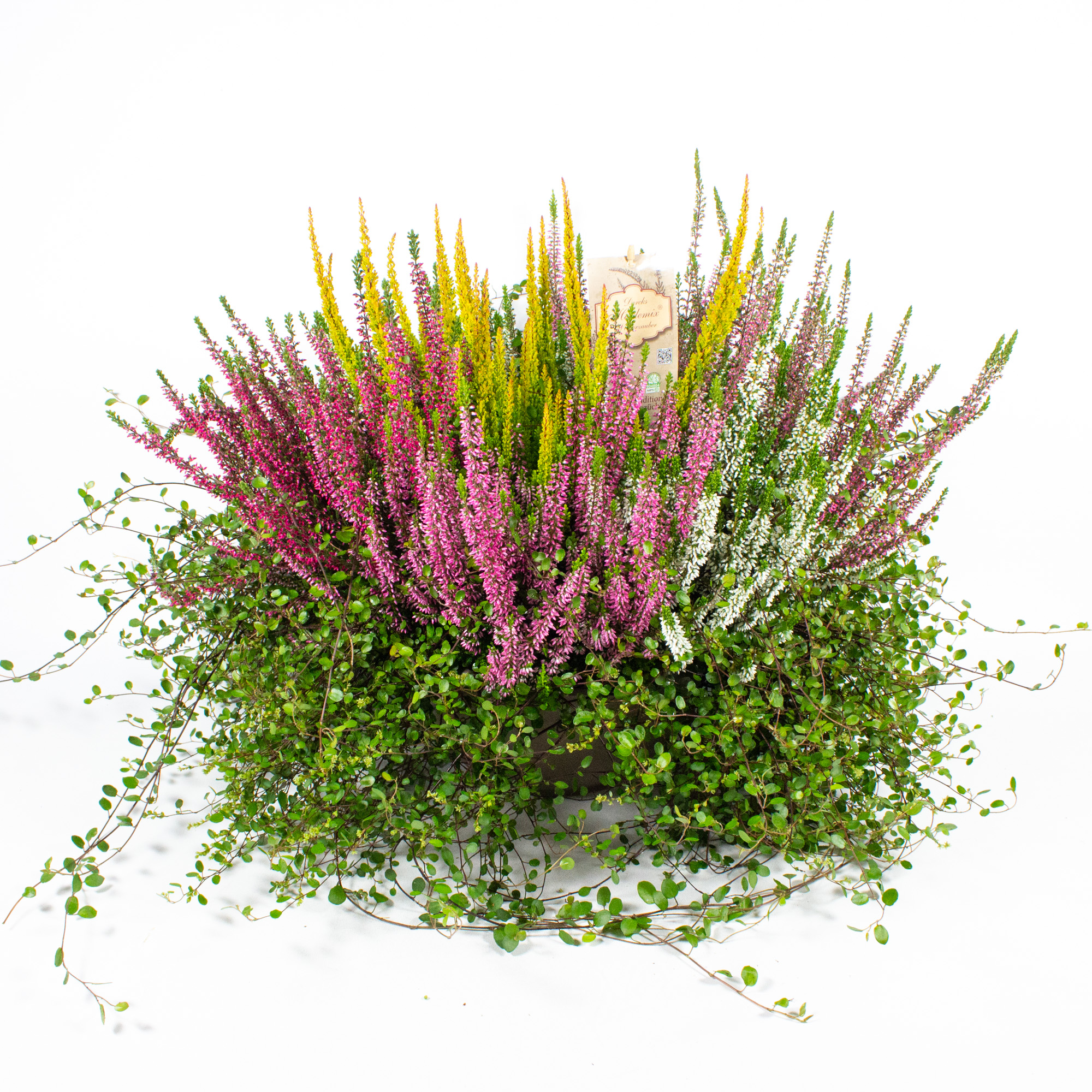 Höstgrupp Heather och Muehelenbeckia i en skål