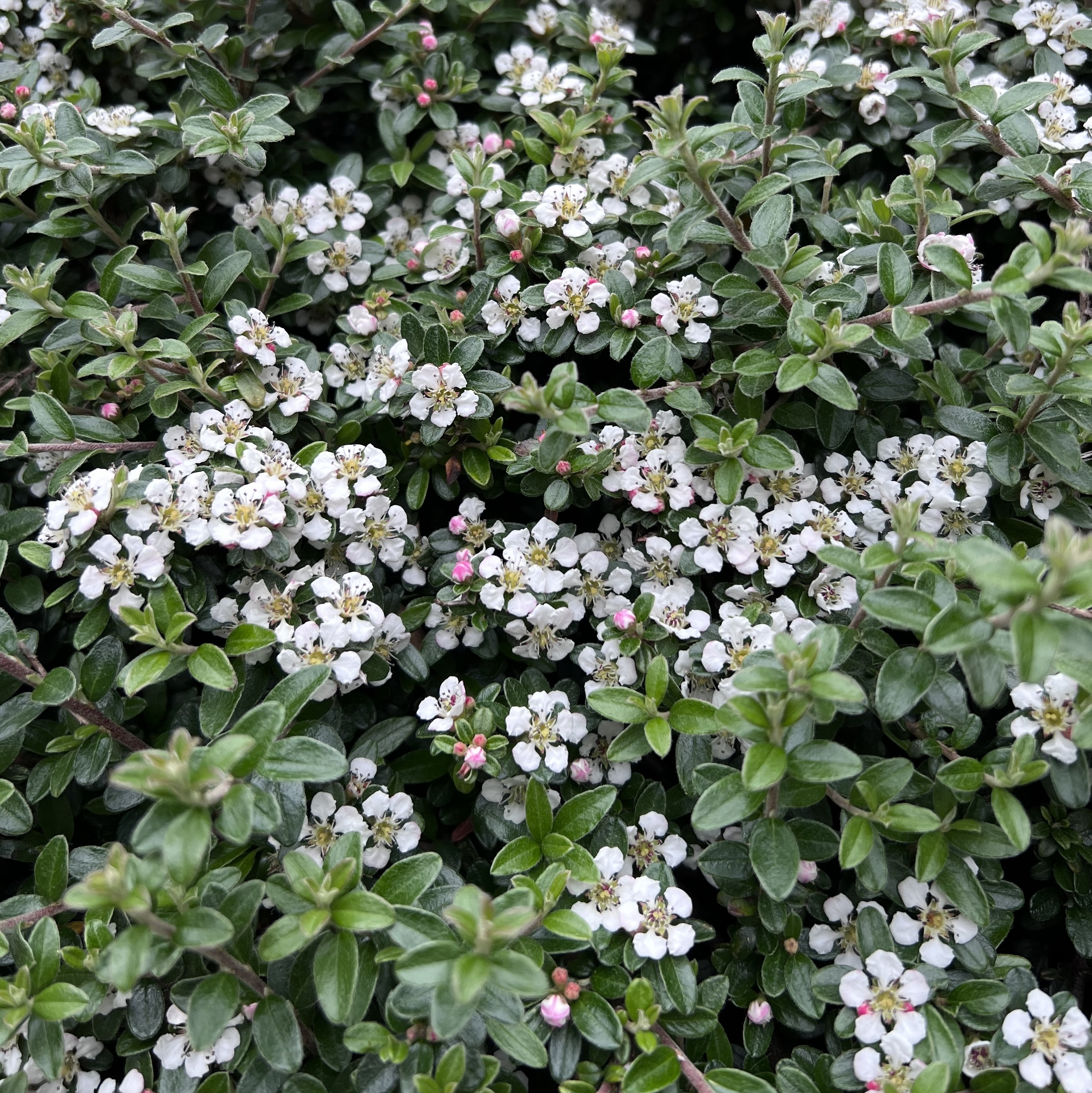 Vintermispel 'Coral Beauty'