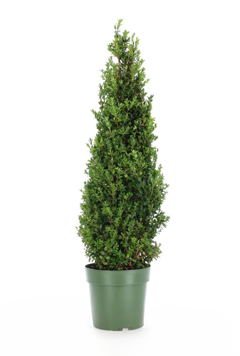 Buxus sempervirens pyramid 70cm+ 5L