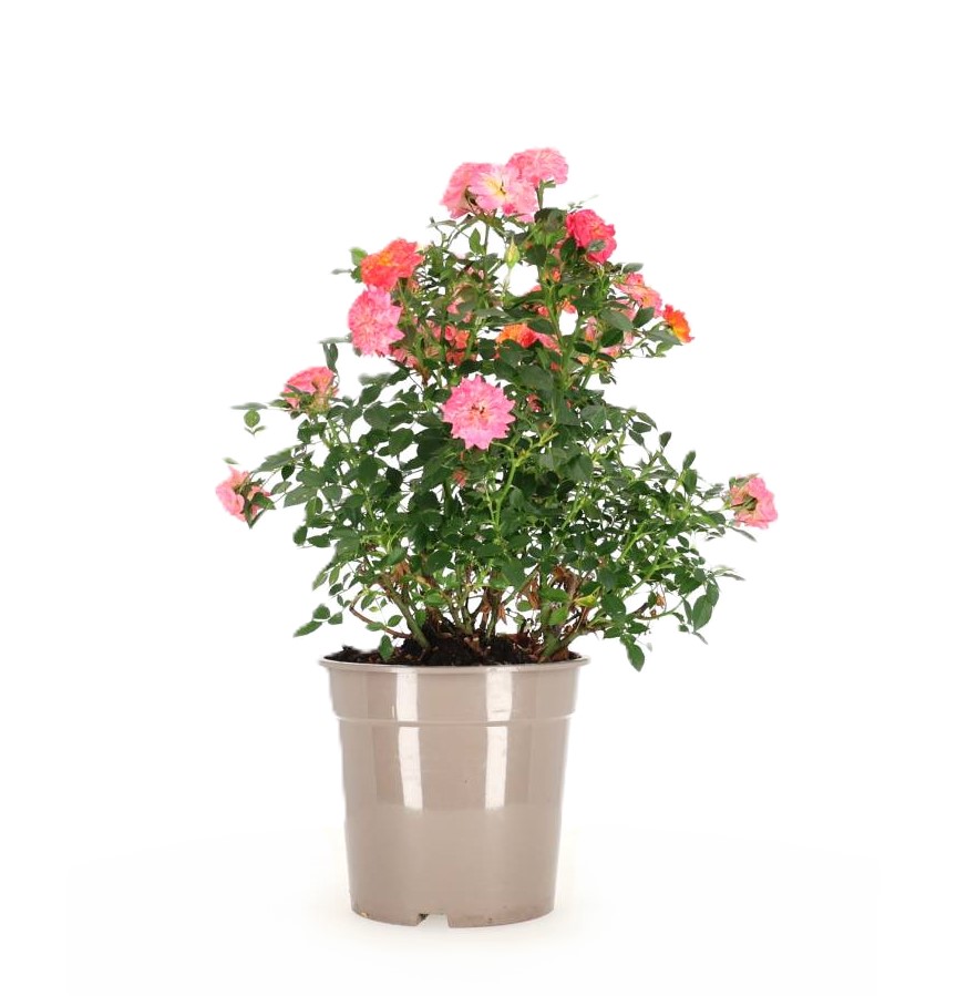 Klaserose 'Mandarin'