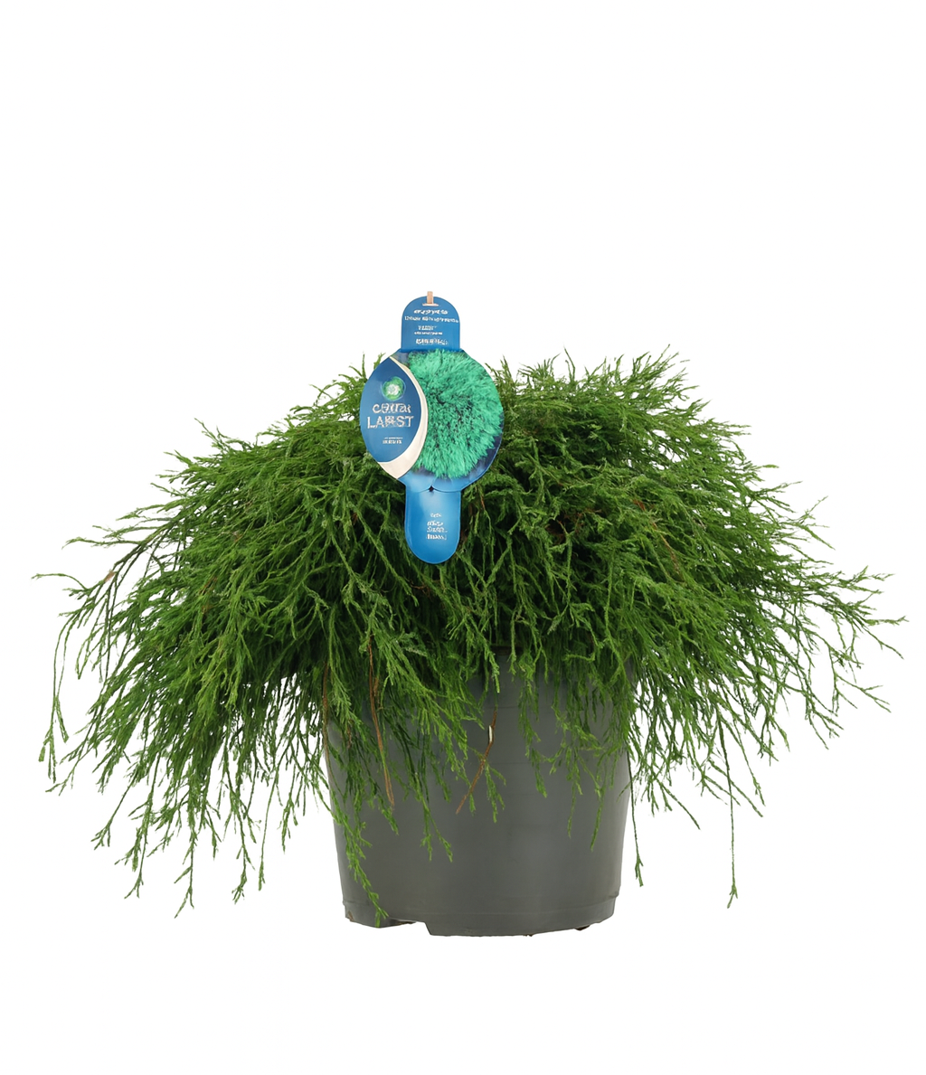 Dvärgcypress 'Filifera Nana'