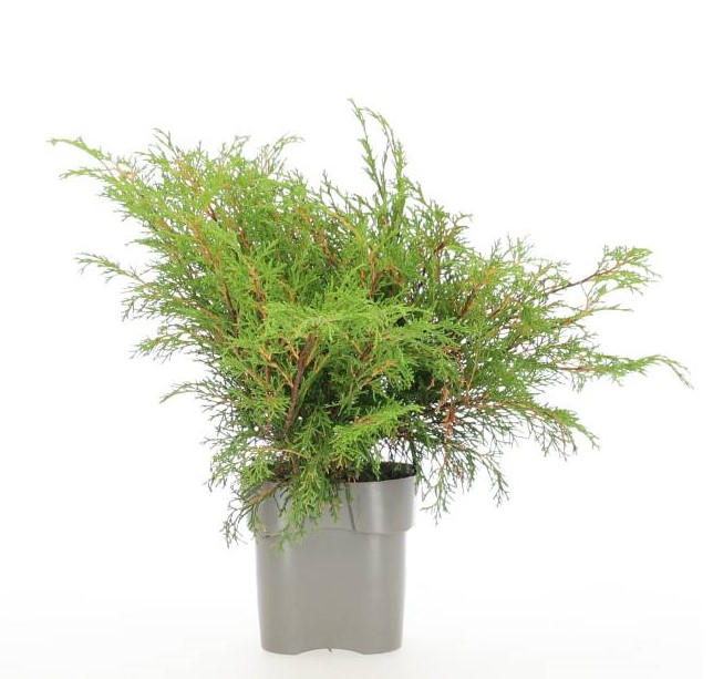 Microbiota Decussata Busk