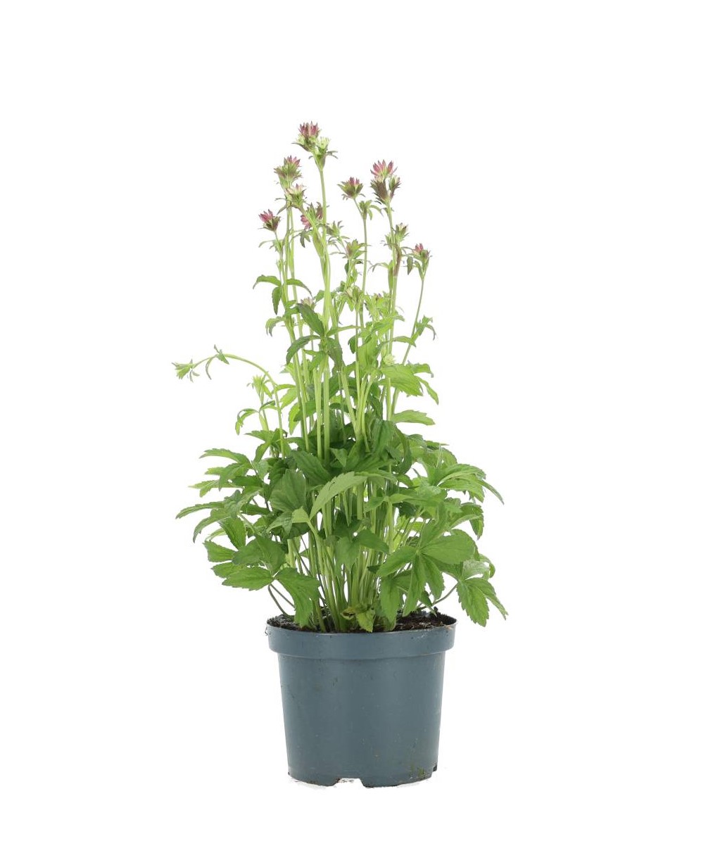 Astrantia major PINK BUTTON® Växt