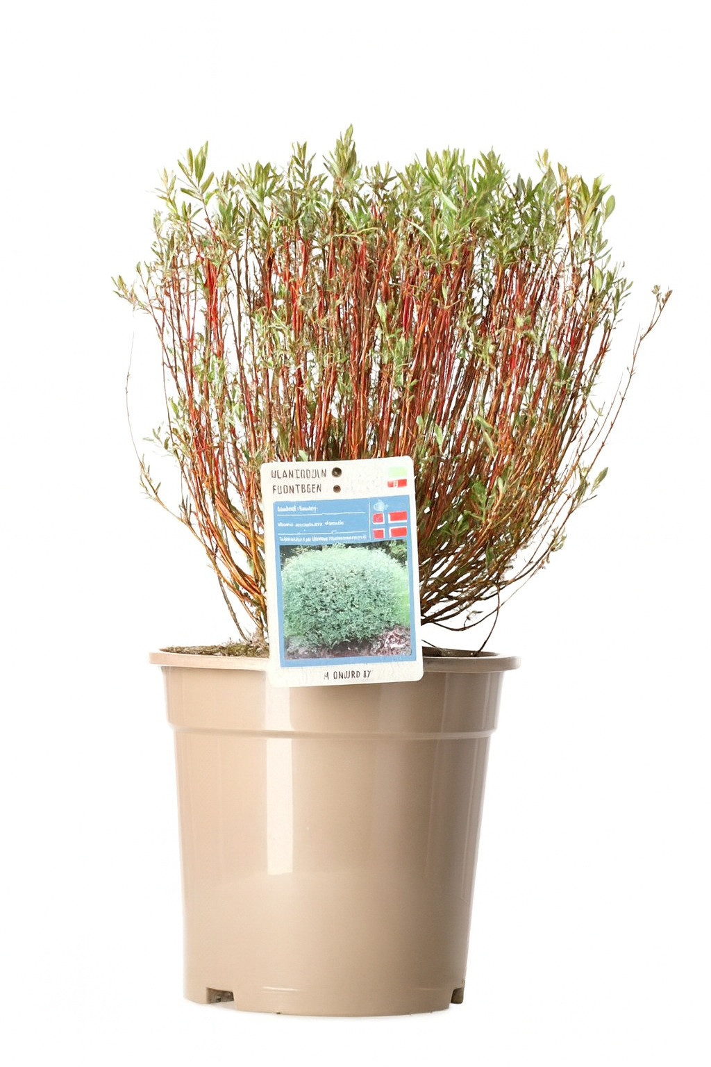 Dwarf Purple Willow Shrub - 4.5L Pot