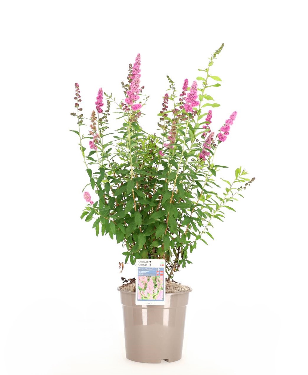 Triumphans Spiraea busk, 4,5 l