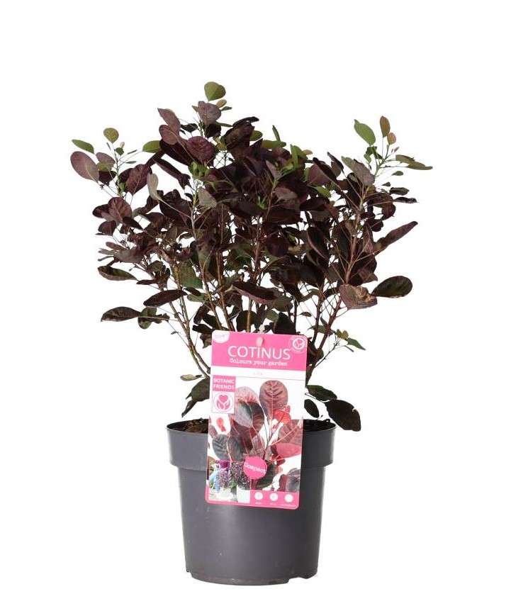 Cotinus Coggygria 'Lilla' Smoke Bush