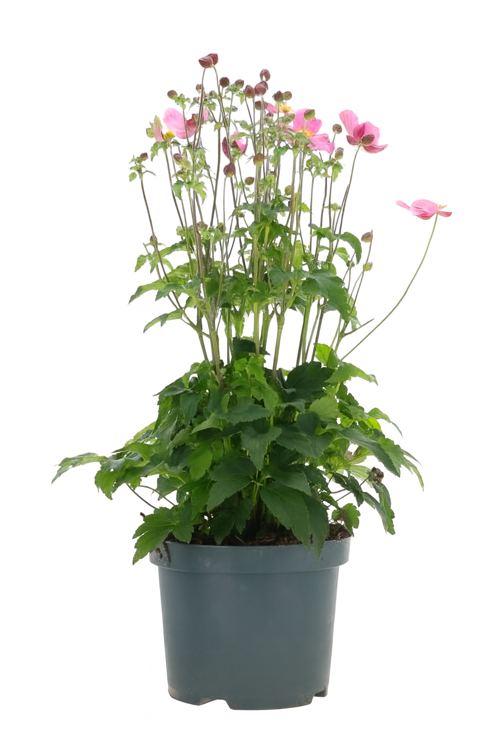 Anemone Fantasy Ariel växt