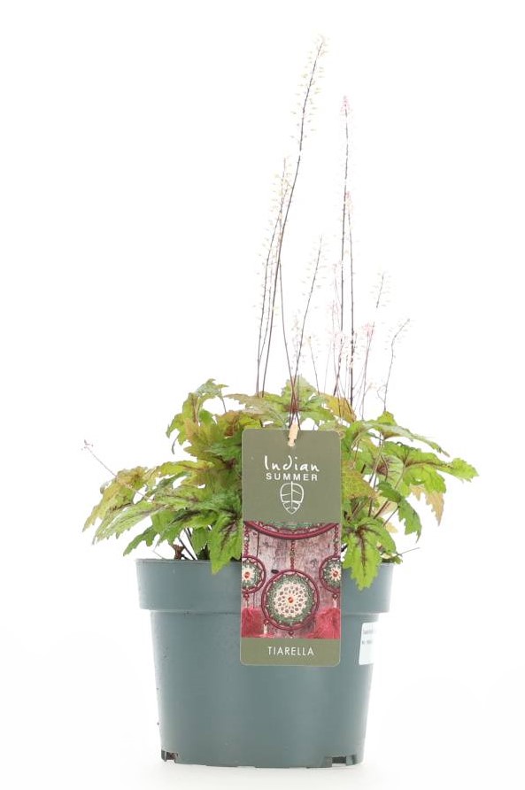 Tiarella 'Spring Symphony' växt