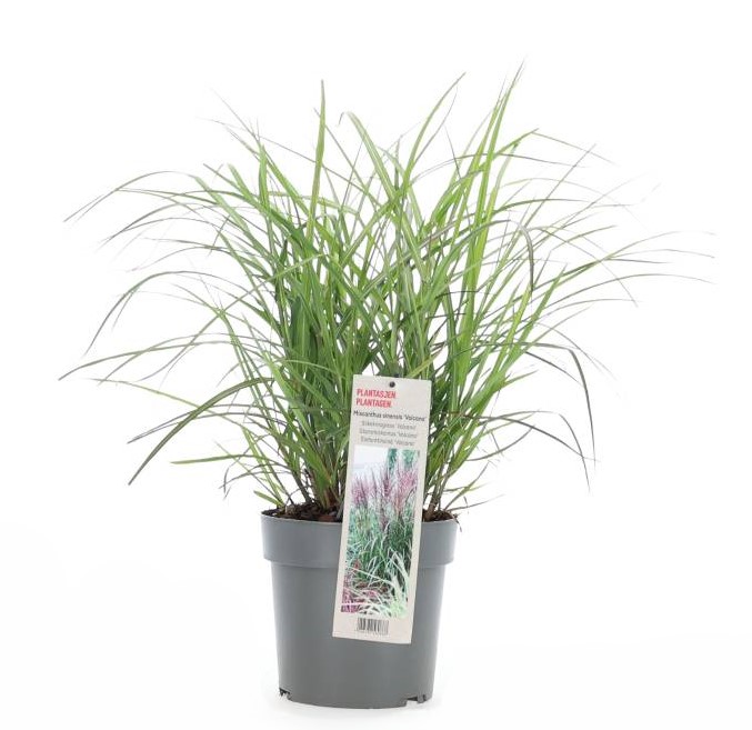 Miscanthus sinensis 'Volcano'