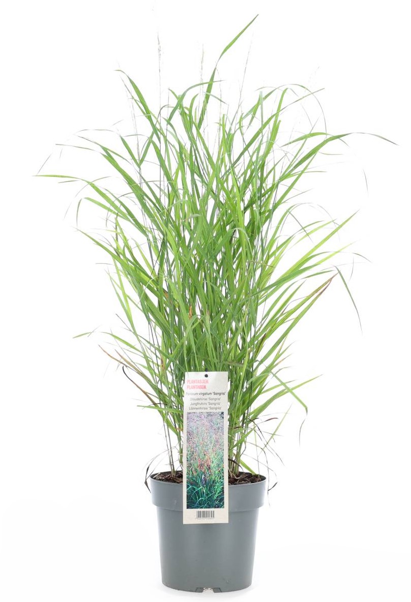 Sangria Fontän Gräs (Panicum virgatum 'Sangria')
