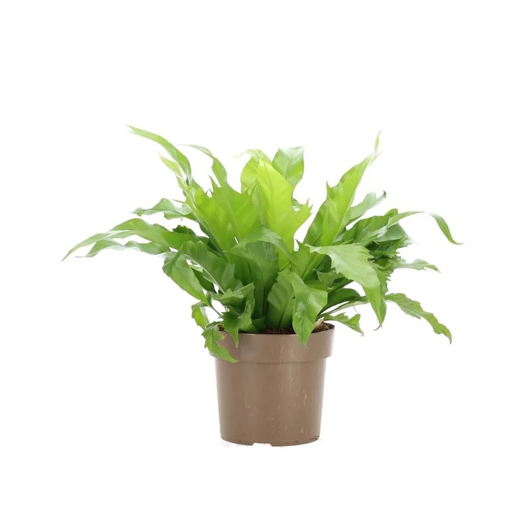 Asplenium Nidus Dakila