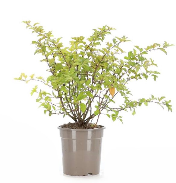 Sargent's Apple Shrub (Malus toringo var. sargentii)
