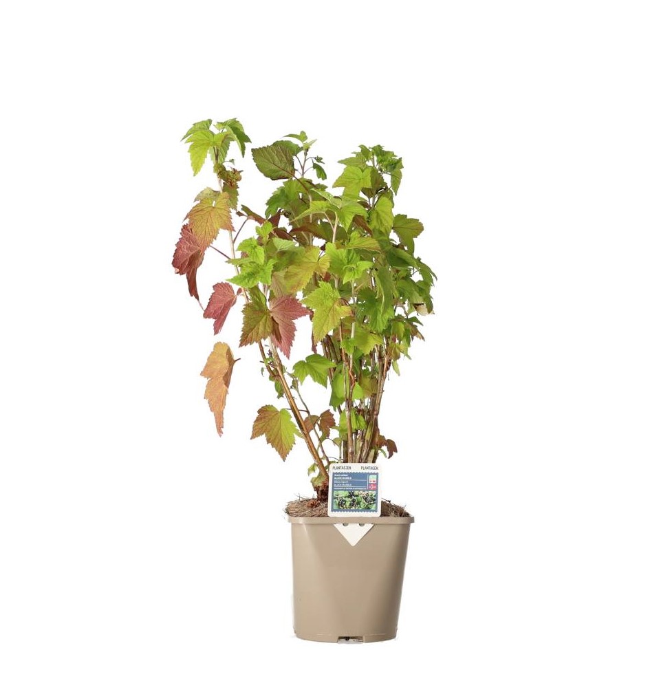 Ribes nigrum 'Black Marble' buske i 2,0 l kruka