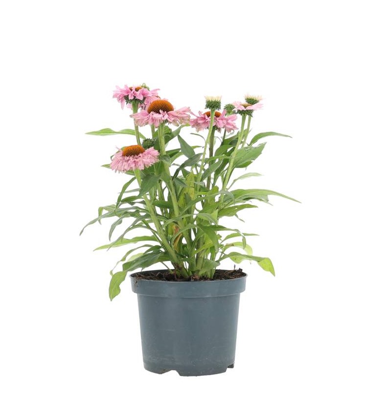 Echinacea Purpurea 'Ljusrosa'