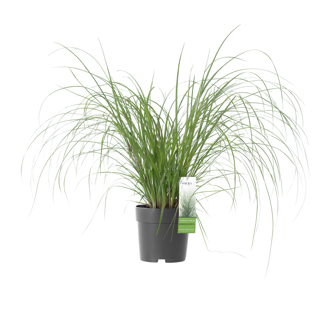Cortaderia selloana 'Evita' Pampas Grass