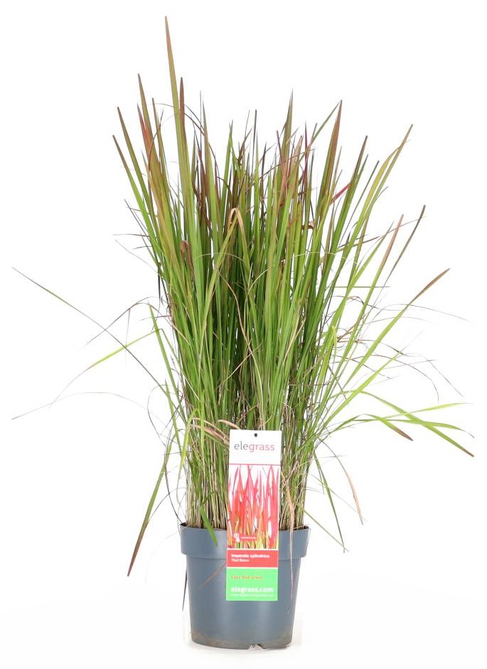 Imperata cylindrica 'Red Baron' Gräs