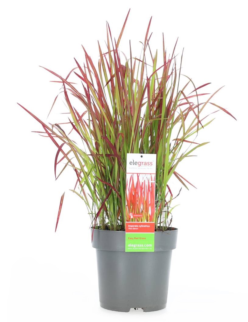 Röd baron Imperata Cylindrica