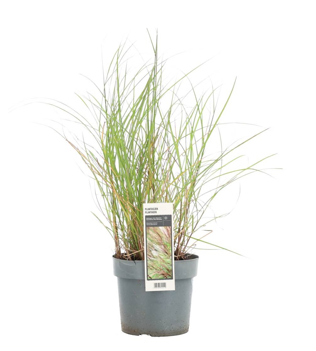 Miscanthus sinensis 'Kleine Silberspinne' Flerårigt gräs