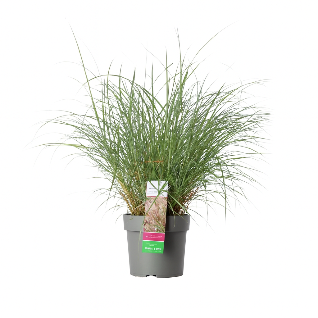 Miscanthus sinensis 'Red Chief'