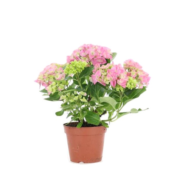 Hydrangea mac. 5+  Pink 14 cm