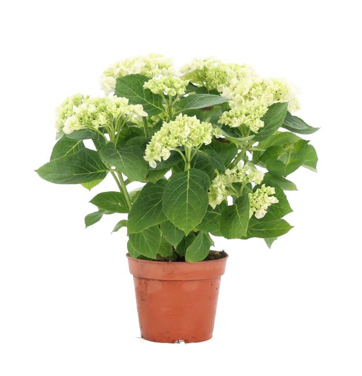 Hortensia macrophylla - Hvite blomster