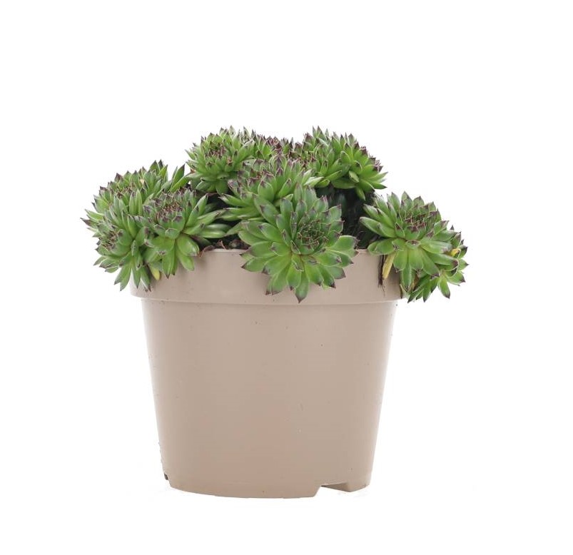 Sempervivum-växt - 17 cm kruka