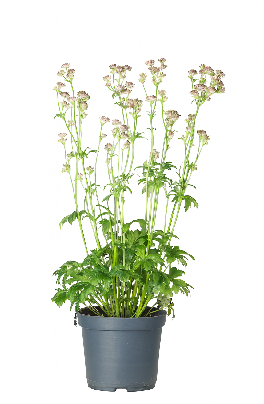 Stjärnflocka 'Roma'