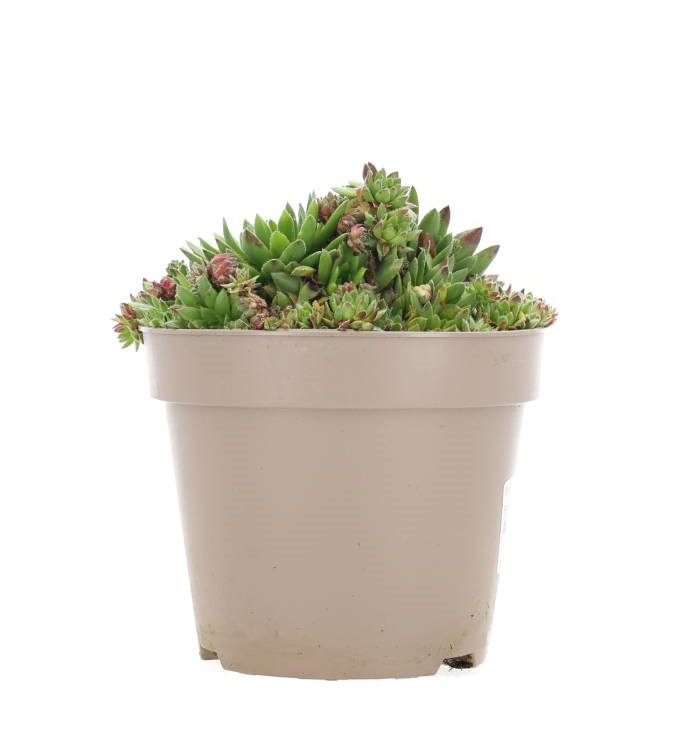 Sempervivum-växt - 17 cm kruka