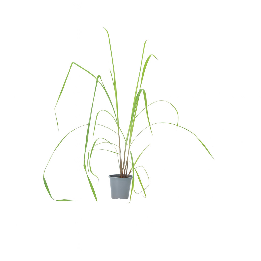 Cymbopogon Citrongräs Växt