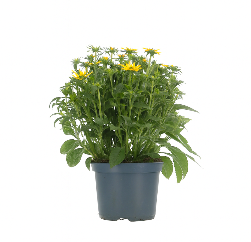 Strålrudbeckia 'Little Goldstar'