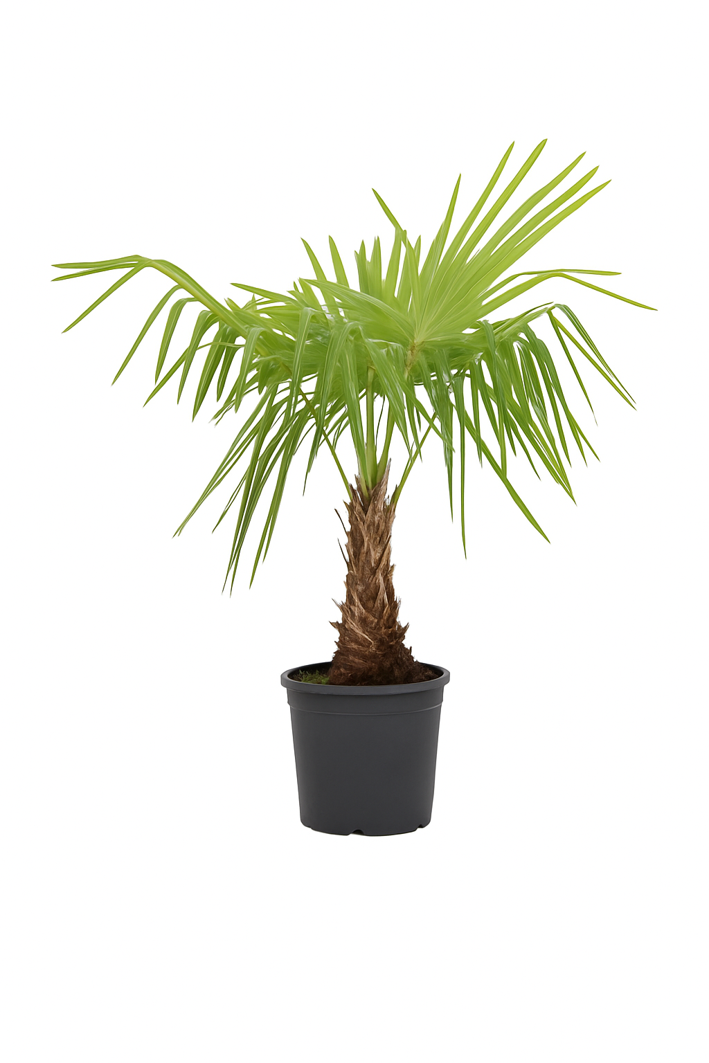 Windmill Palm Plant