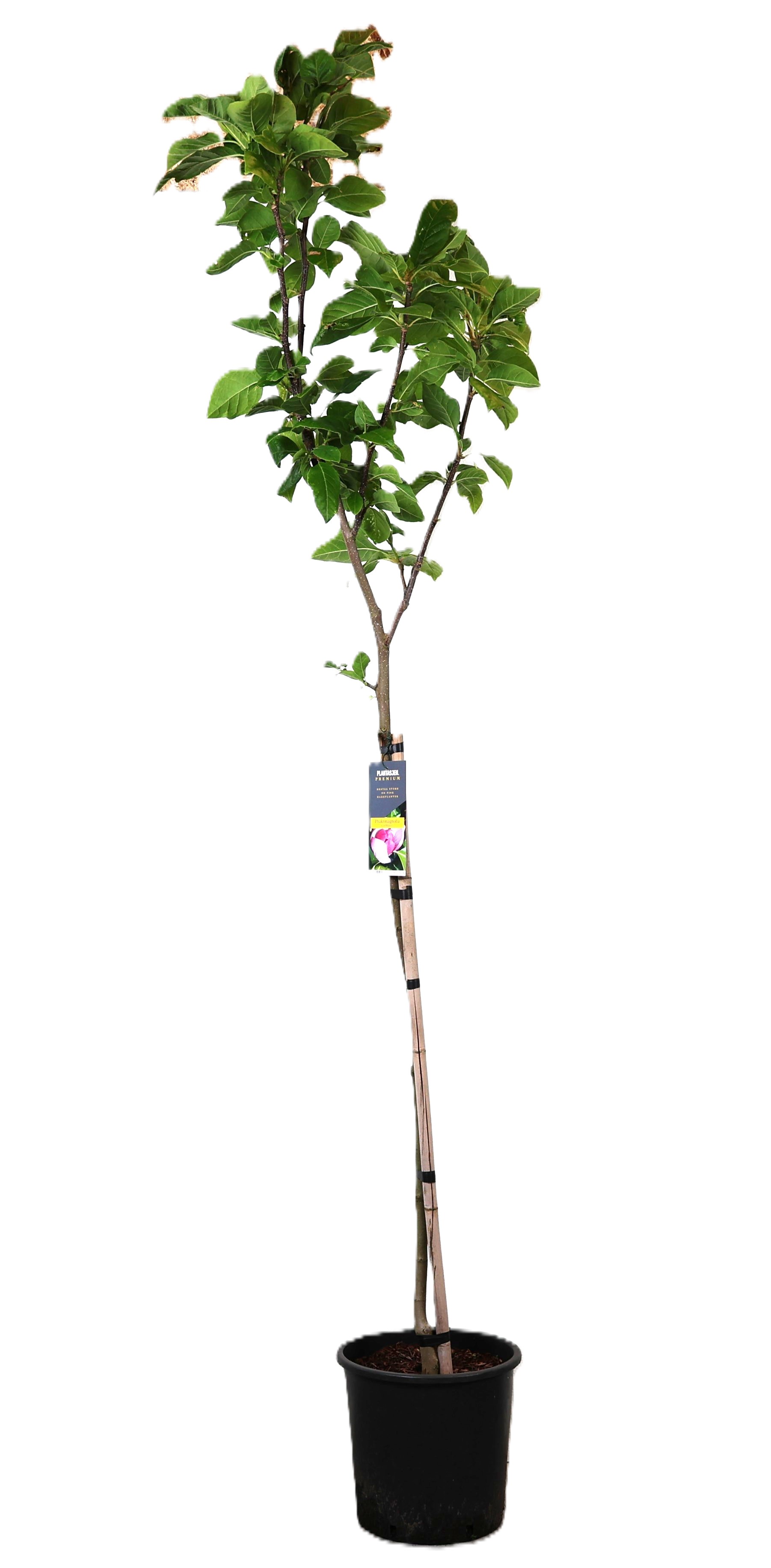 Magnolia Cameo Shrub