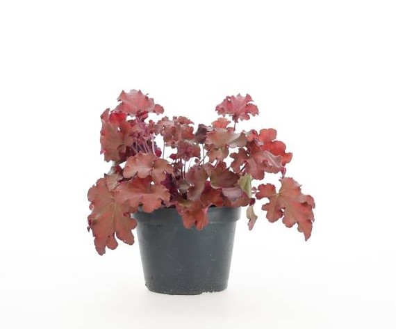 Heuchera Perenn växt