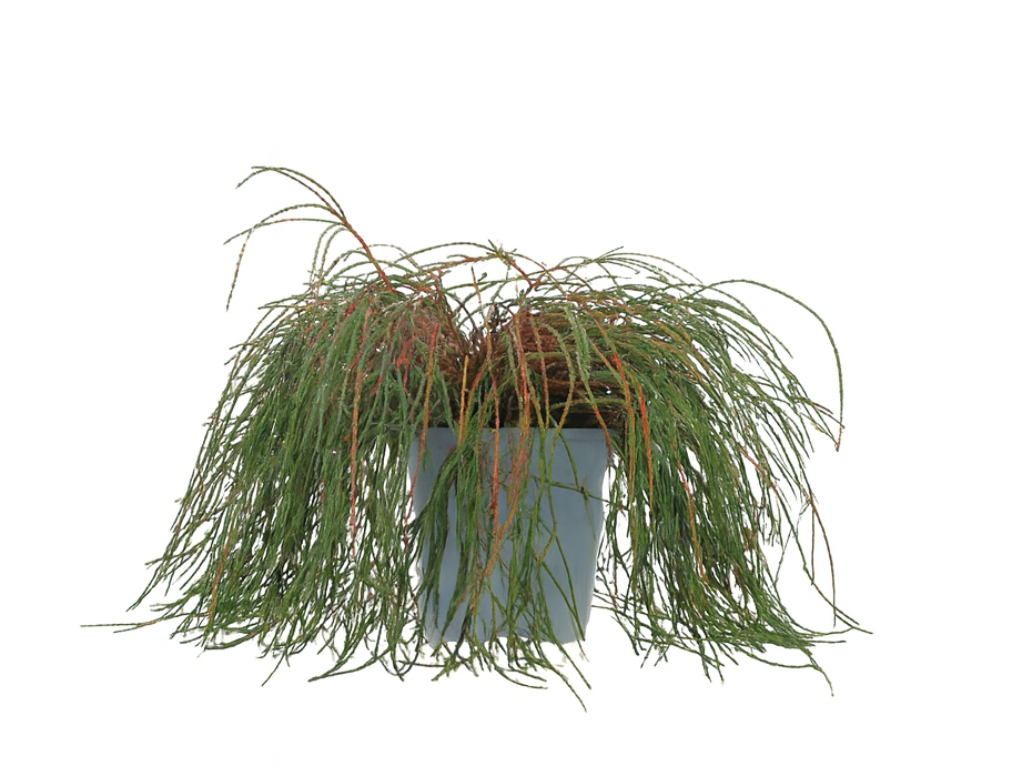 Jättetuja 'Whipcord'