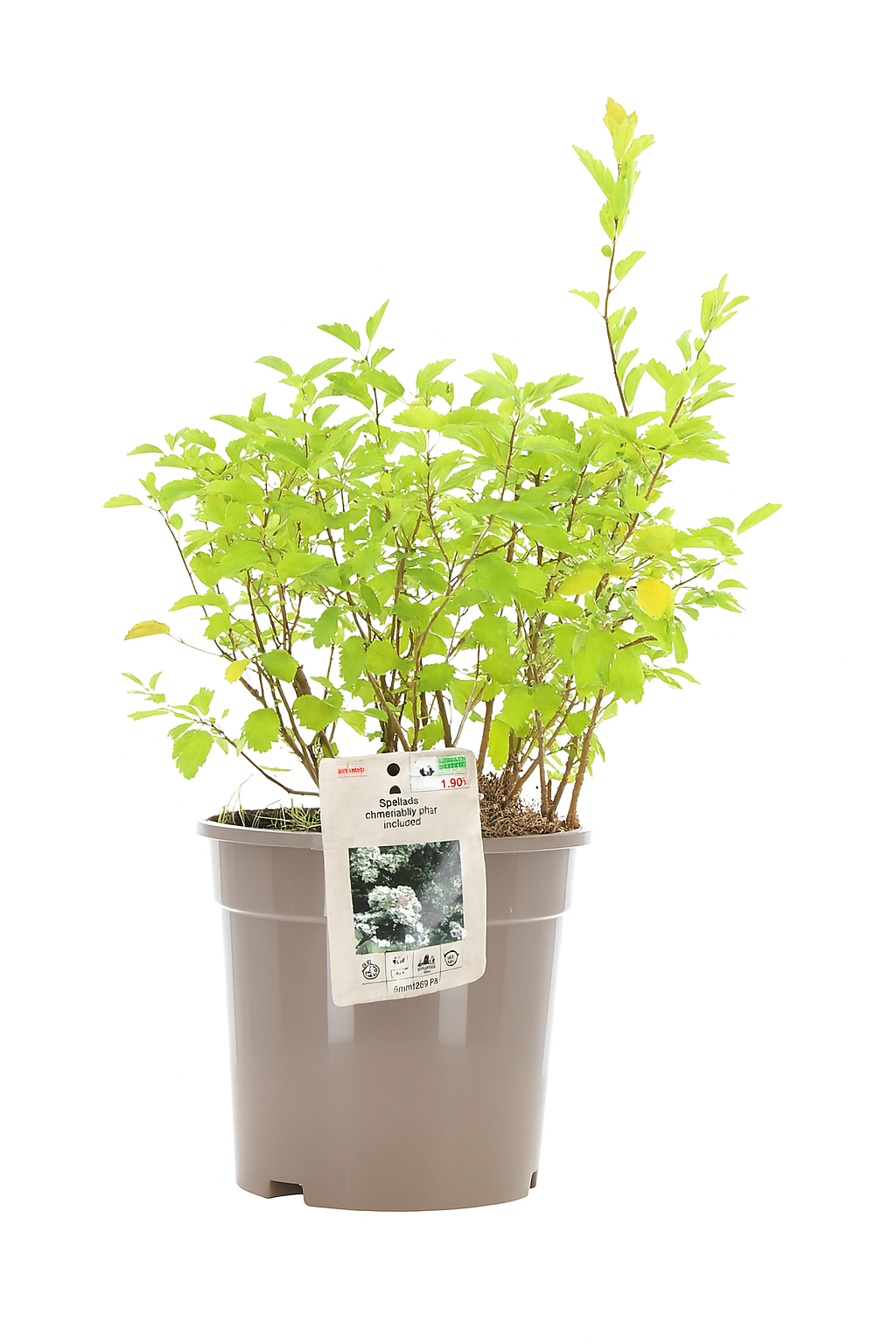 Spiraea chamaedryfolia 4,5L