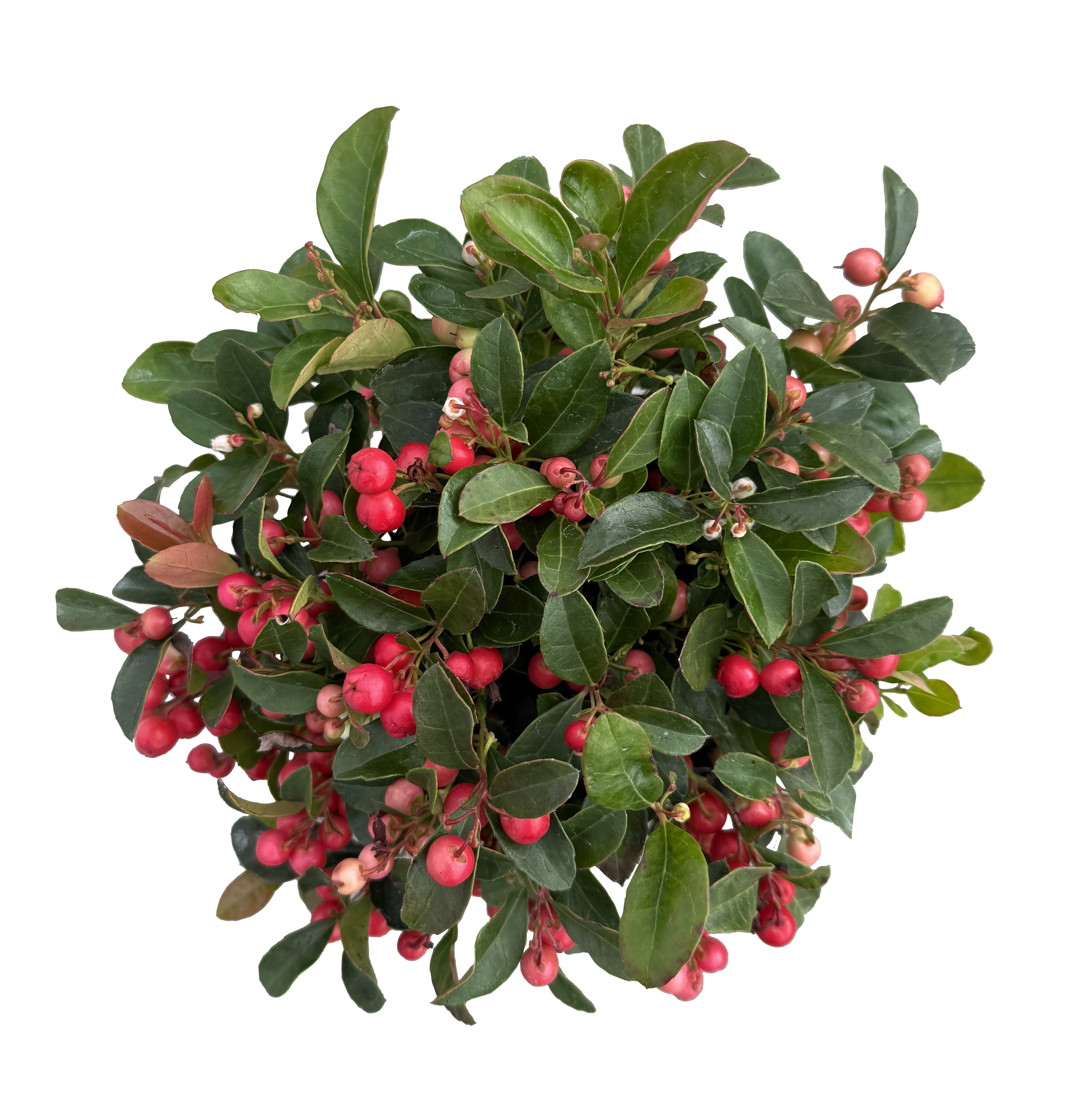 Gaultheria proc. 'Big Berry' 13 cm