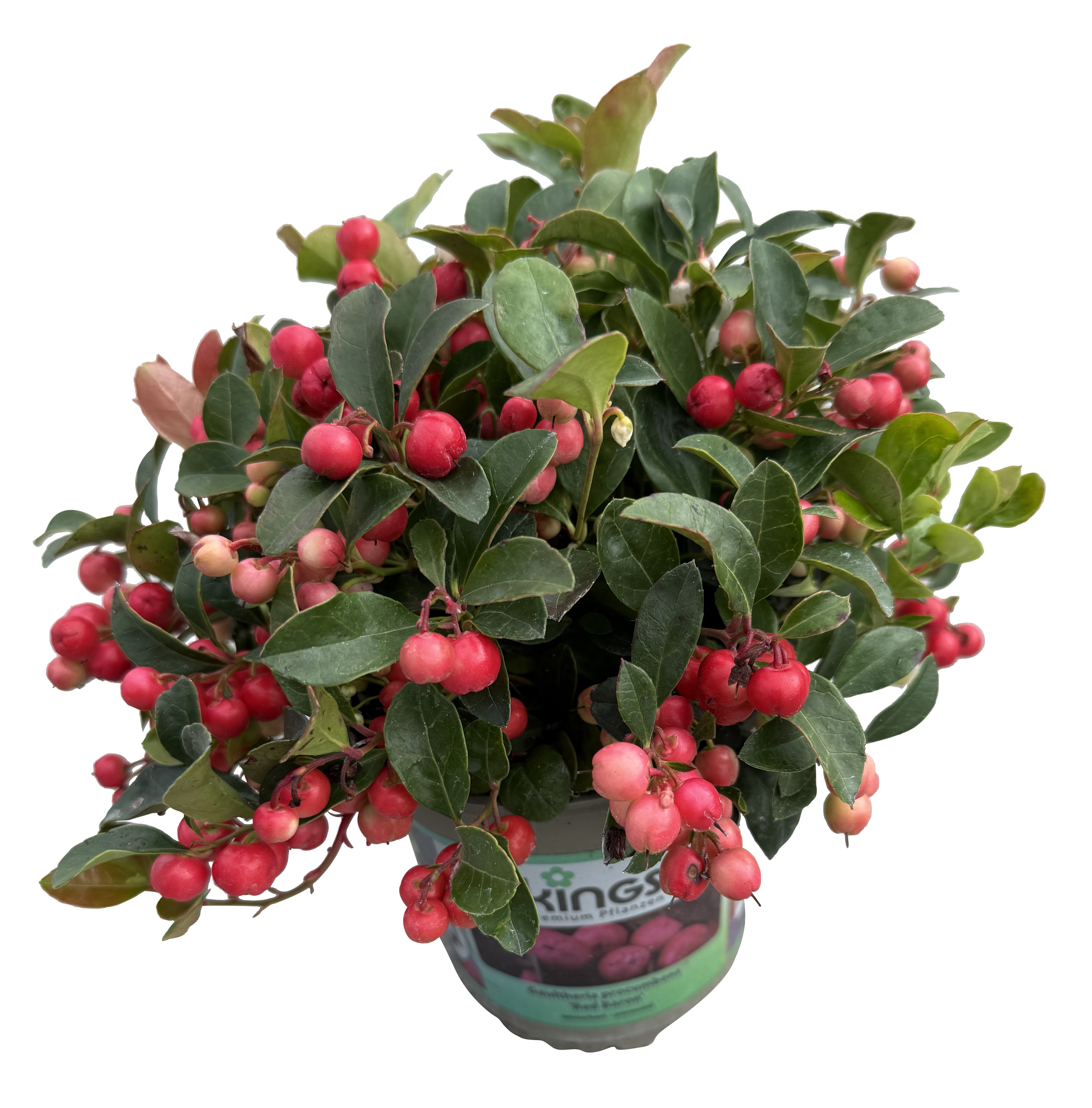 Gaultheria proc. 'Big Berry' 13 cm