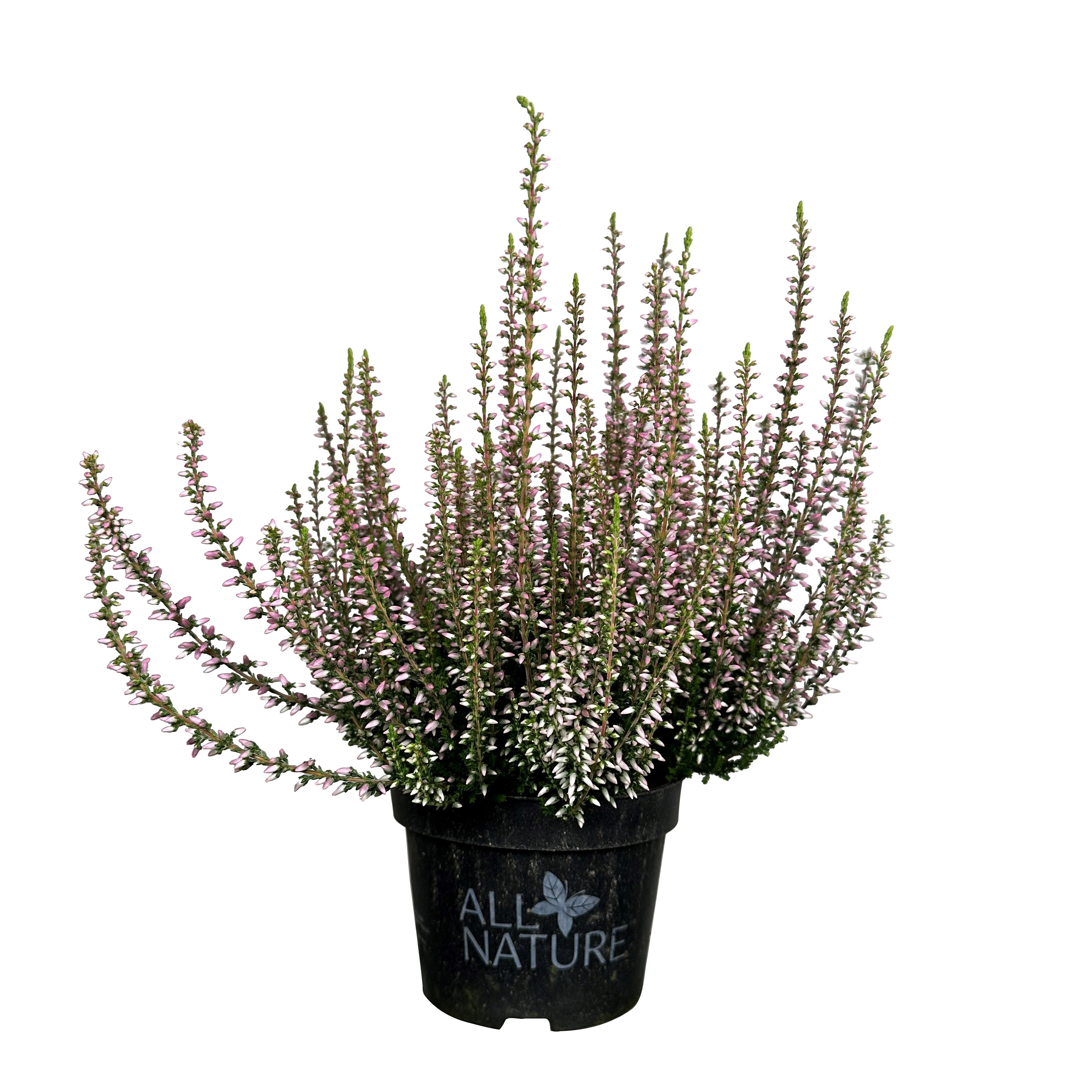 All Nature Røsslyng