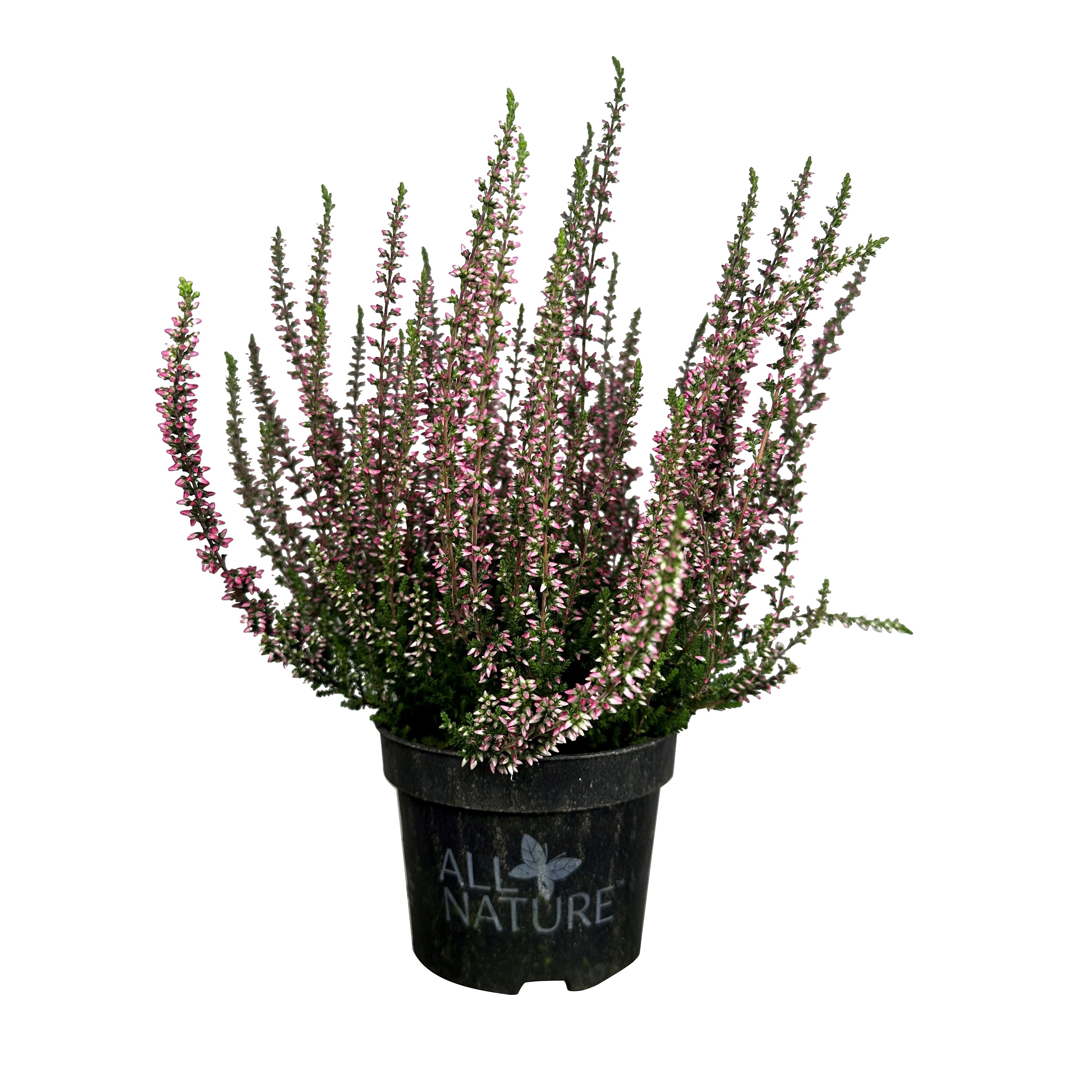 All Nature Røsslyng