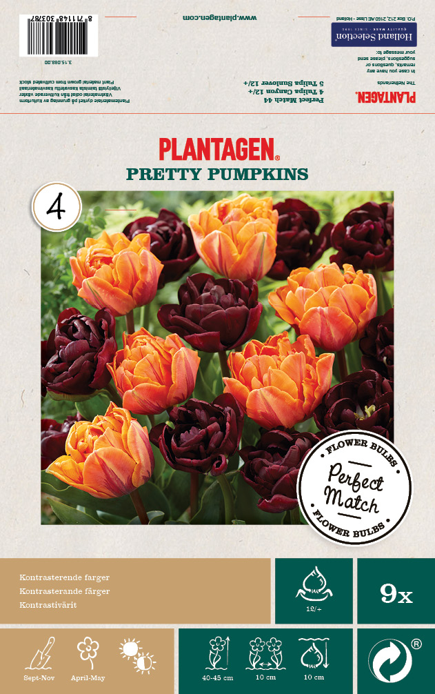 Tulip Mix Pretty Pumpkins - 9 bulbs