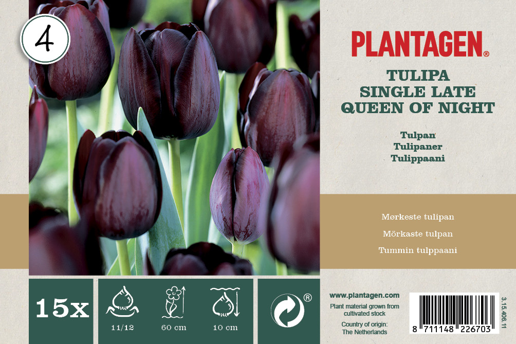 Tulpan 'Queen of Night' - 15 st