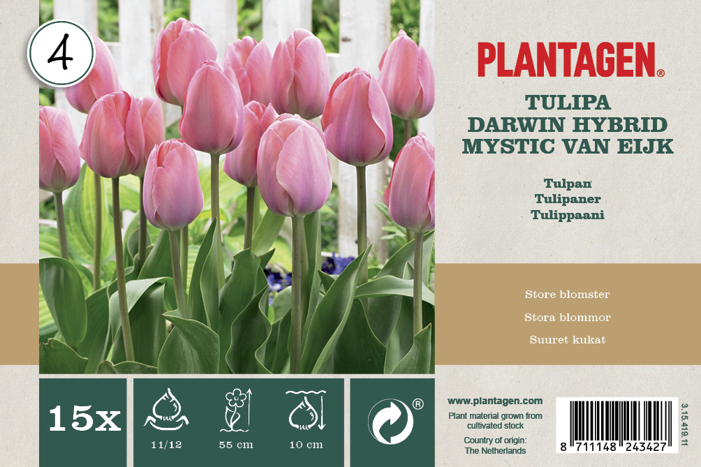 Darwinhybridtulpan 'Mystic van Eijk' - 15 st