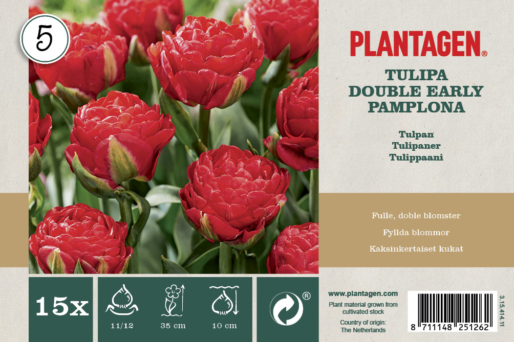 Tulpan Pamplona' - 15 st