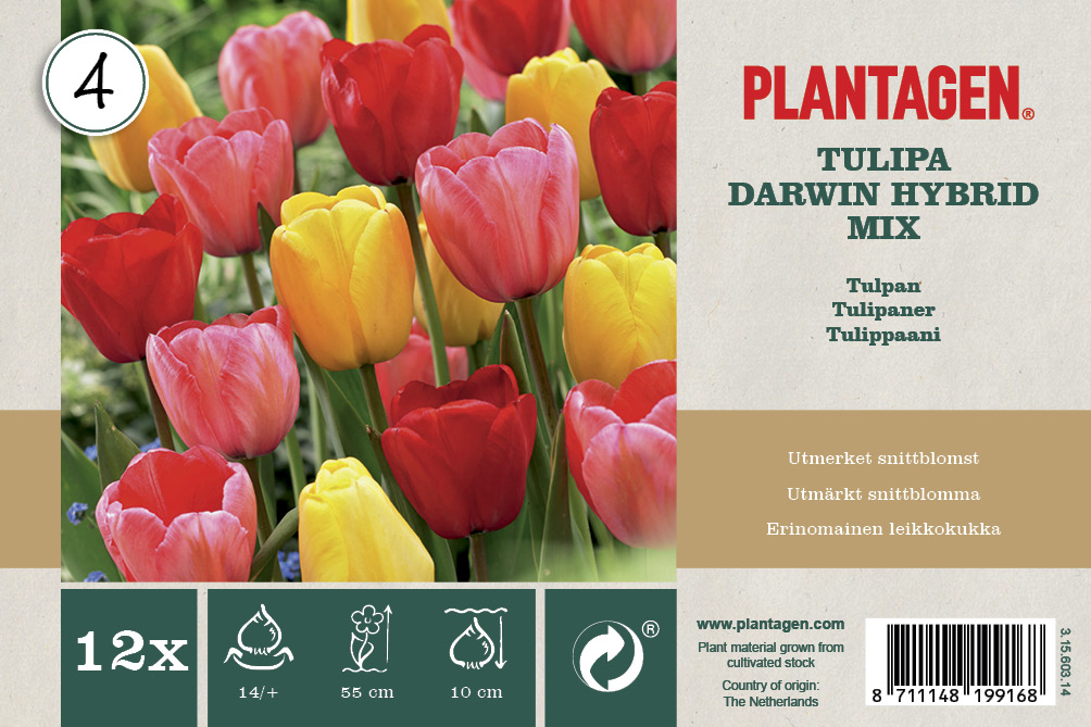 Tulpanmix Darwin Hybrid - 12 st