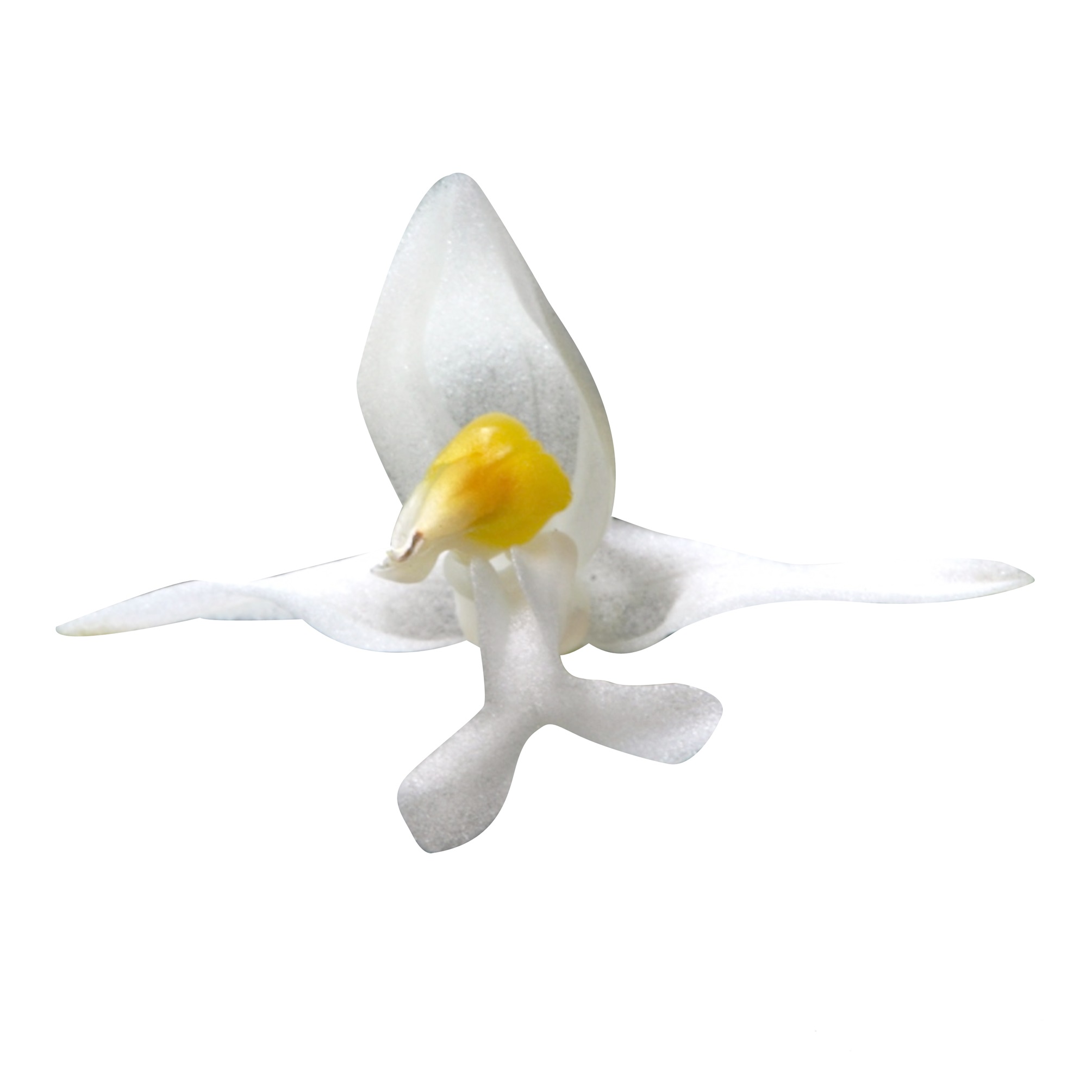 Ludisia discolor 12cm