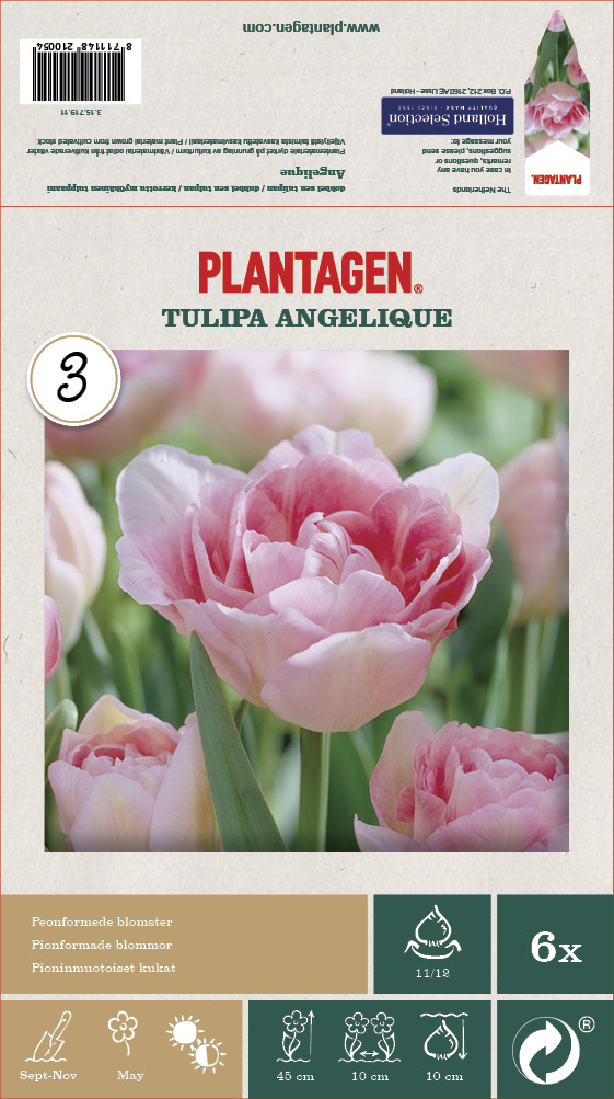 Tulipan 'Angelique' - 6 stk