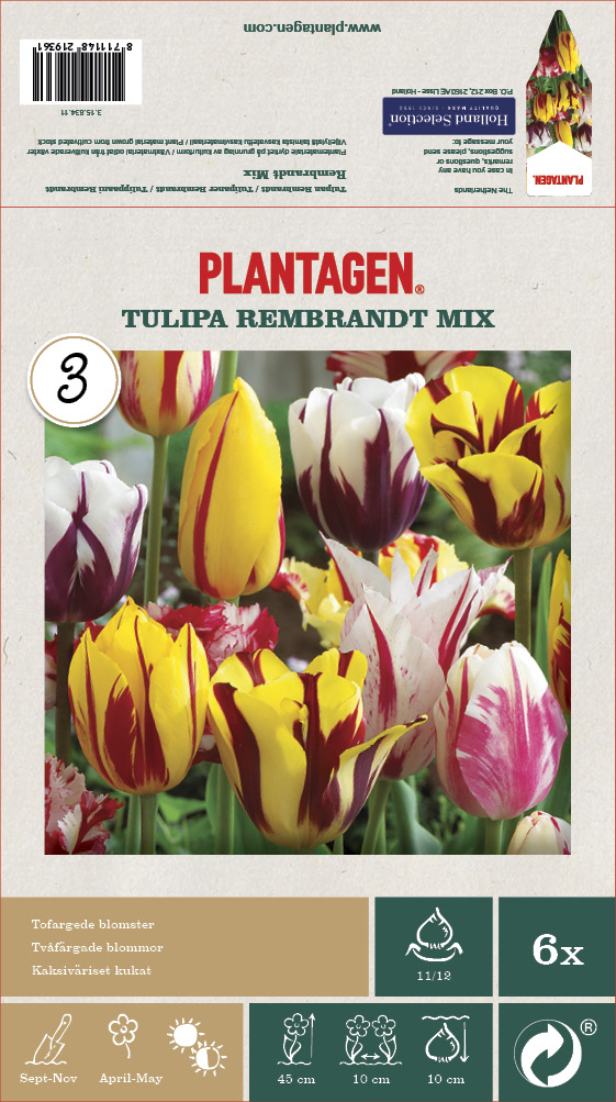 Tulipa Rembrandt 11/12 mix - 6 bulbs